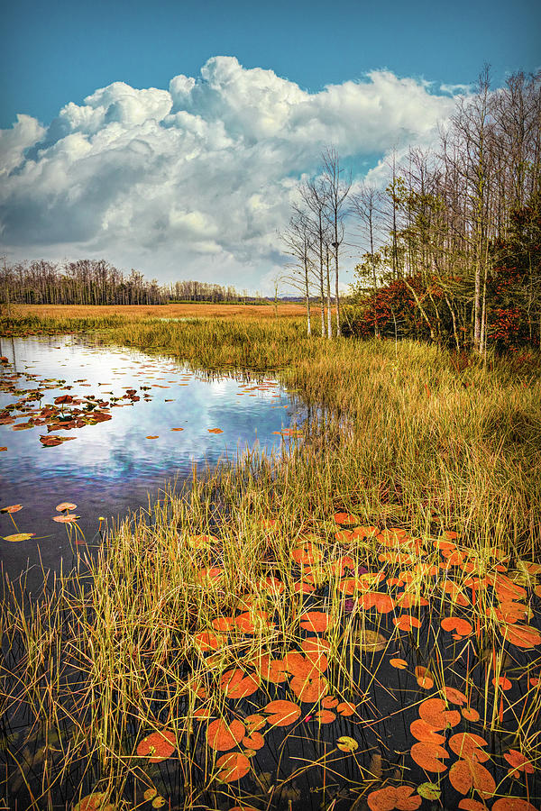 Lily Pads Under the Clouds in Autumn Photograph by Debra and Dave Vanderlaan