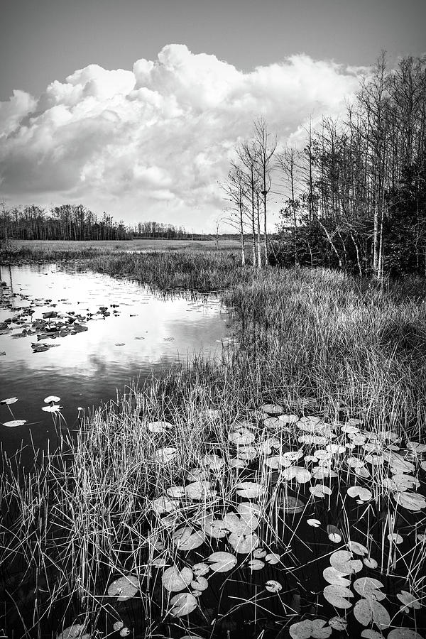 Lily Pads Under the Clouds in Black and White Photograph by Debra and Dave Vanderlaan
