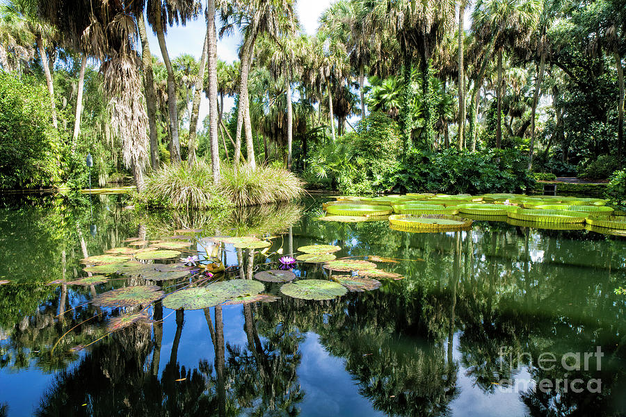 Lily Pond At Bok Tower Gardens, Florida Photograph by Felix Lai