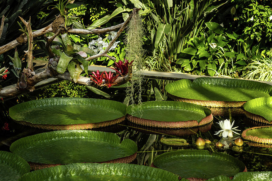 Lily pond Photograph by Craig A Walker