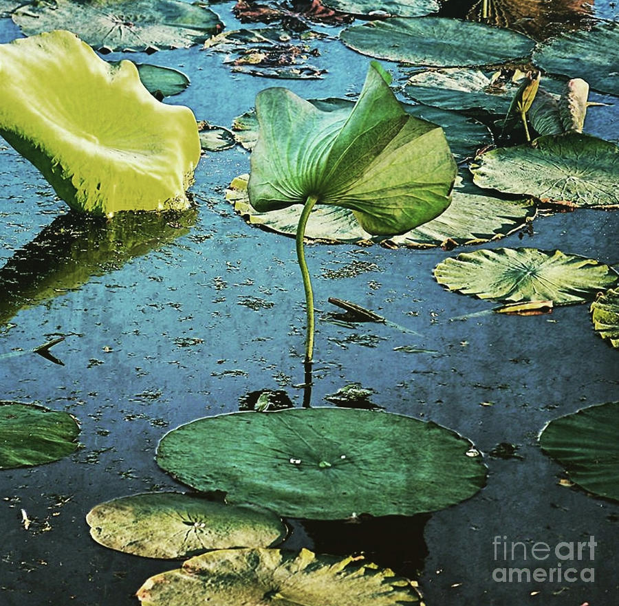 Lily Photograph - Lily Pond by Dani Stites