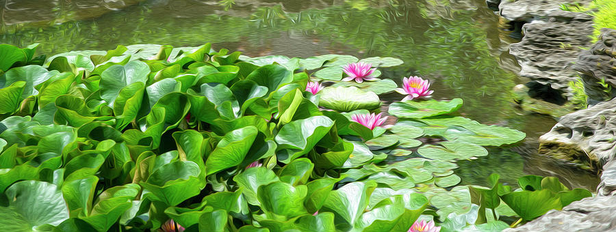 Lily Pond Photograph by Diane Lindon Coy