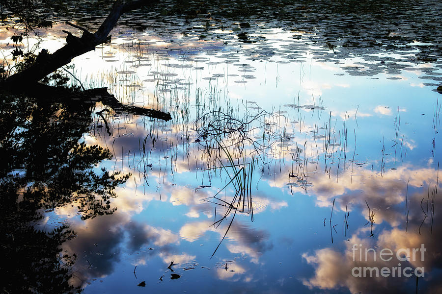 Lily Pond Dreaming Photograph by Becqi Sherman