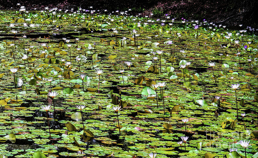 Lily Pond Photograph by Felix Lai