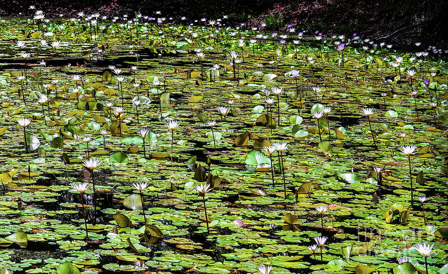 Lily Pond Photograph - Lily Pond by Felix Lai Lily Pond Photograph - Lily Pond by Felix Lai