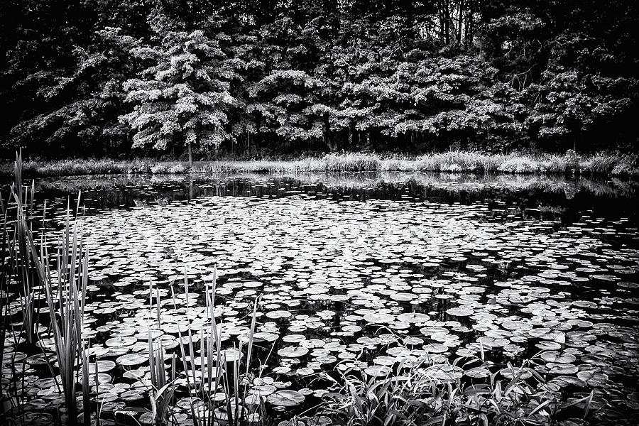 Lily Pond In Black And White Photograph