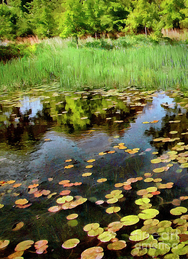 Lily Pond In Summer Light Photograph by Cedric Hampton