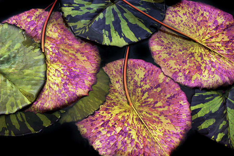 Abstract Photograph - Lily Pond Jewels by Jessica Jenney