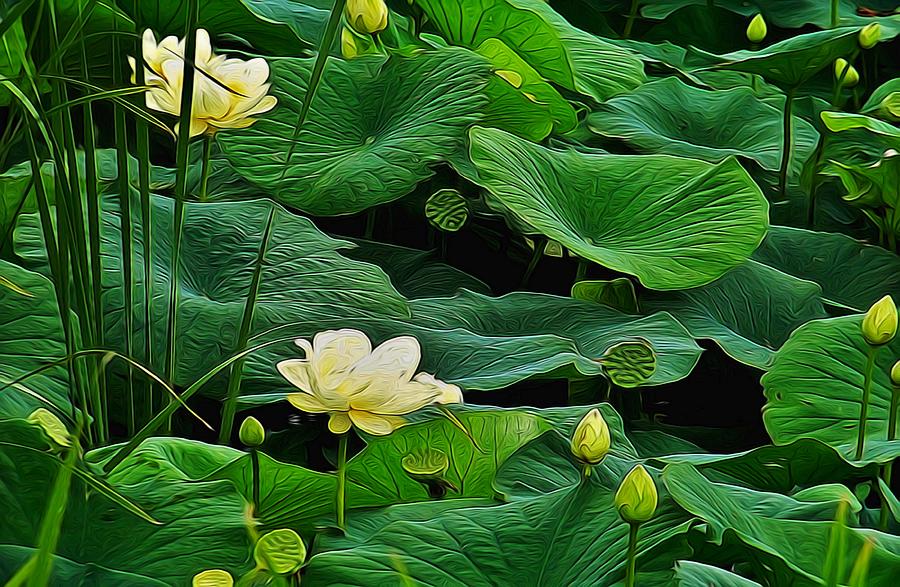 Flower Photograph - Lily Pond Flowers by Julie Grace