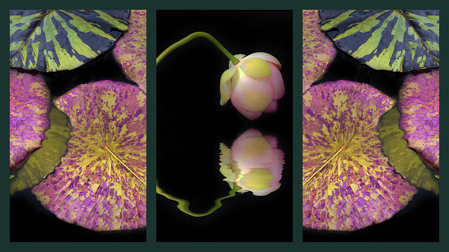 Lily Pond Triptych Photograph by Jessica Jenney