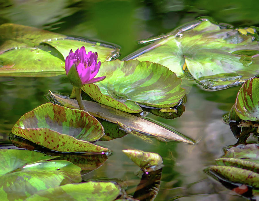 Lily Pond With Lotus Photograph by Debra Kewley