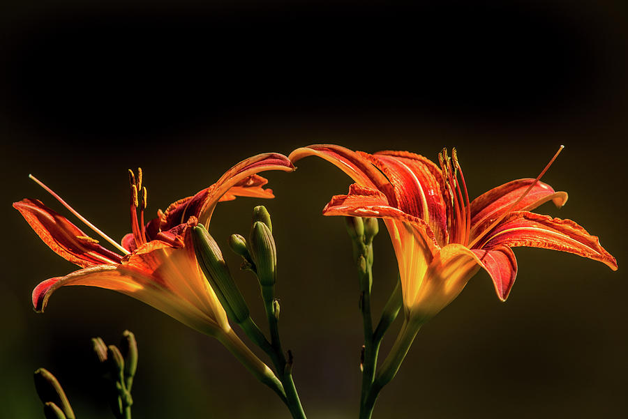 Lily Pons Tiger Lilies Photograph by Don Johnson