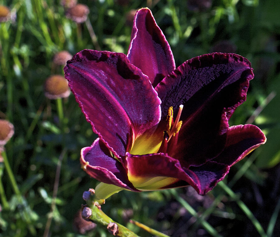 Lily Purple 2 4222020 August 2015 foliage 0858 Photograph by David Frederick