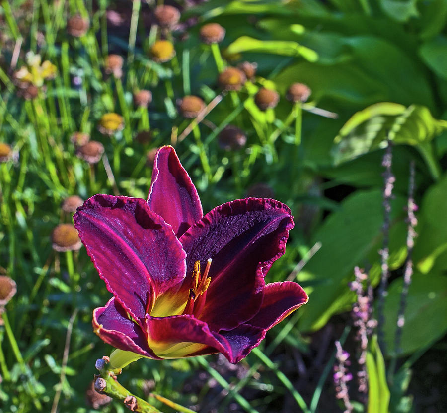 Lily purple greens foliage dead heads August 2015 2 3282020 0857 Photograph by David Frederick