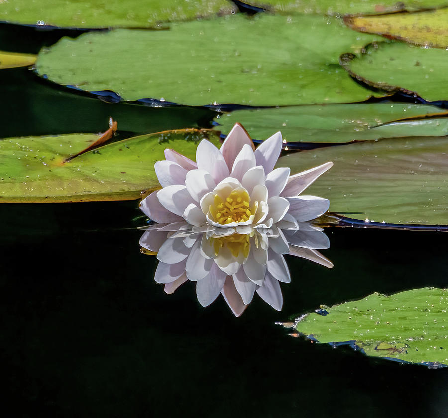 Lily Reflection Photograph by Brian Shoemaker