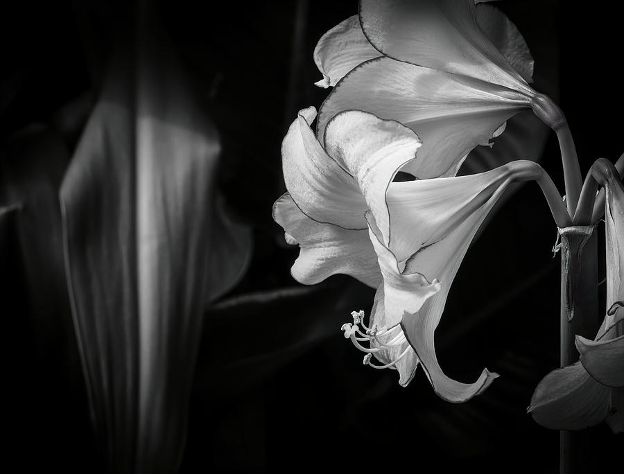Lily by Ronald Santini Lily by Ronald Santini