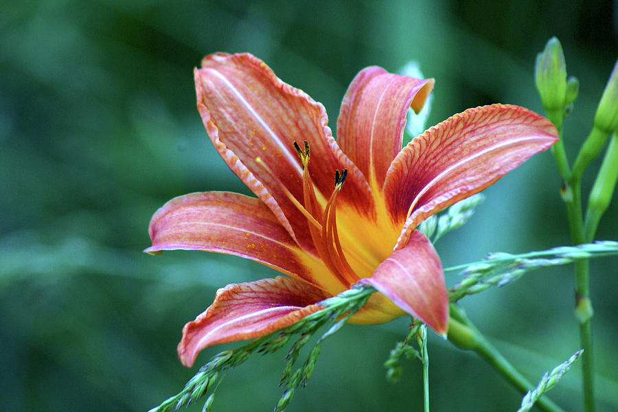 Lily Photograph by Rosalie Perryman | Fine Art America