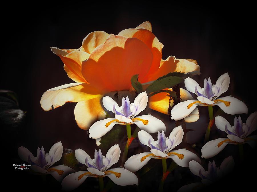 Lily Rose Digital Painting Photograph by Richard Thomas
