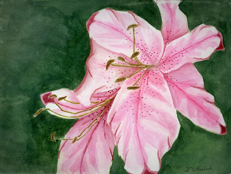 Lily Painting by Samantha Wheelock - Fine Art America