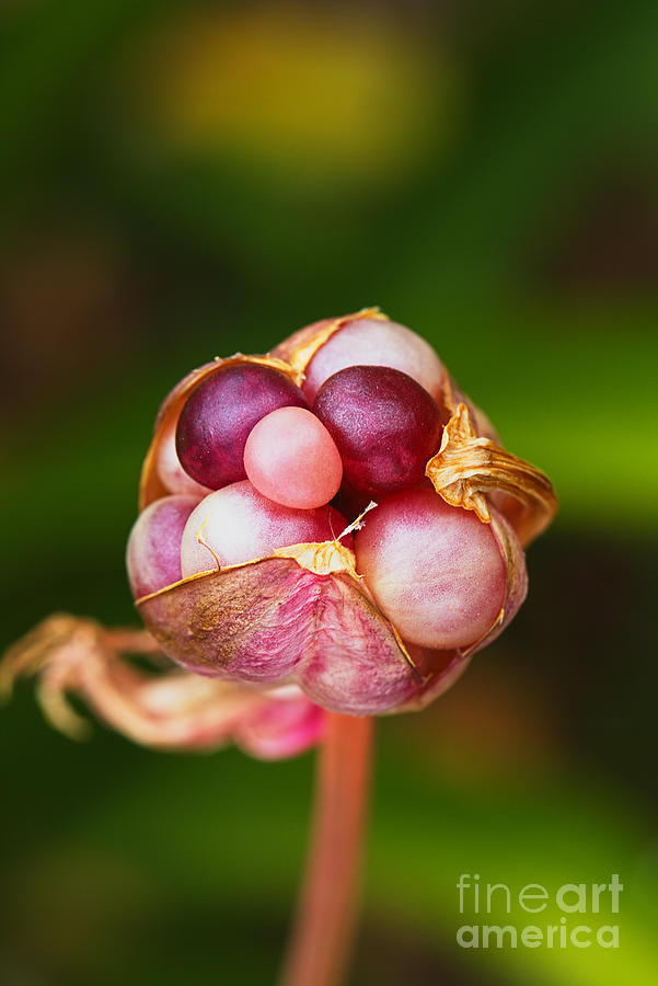 Lily Seed Pod Jewels  Photograph by Joy Watson
