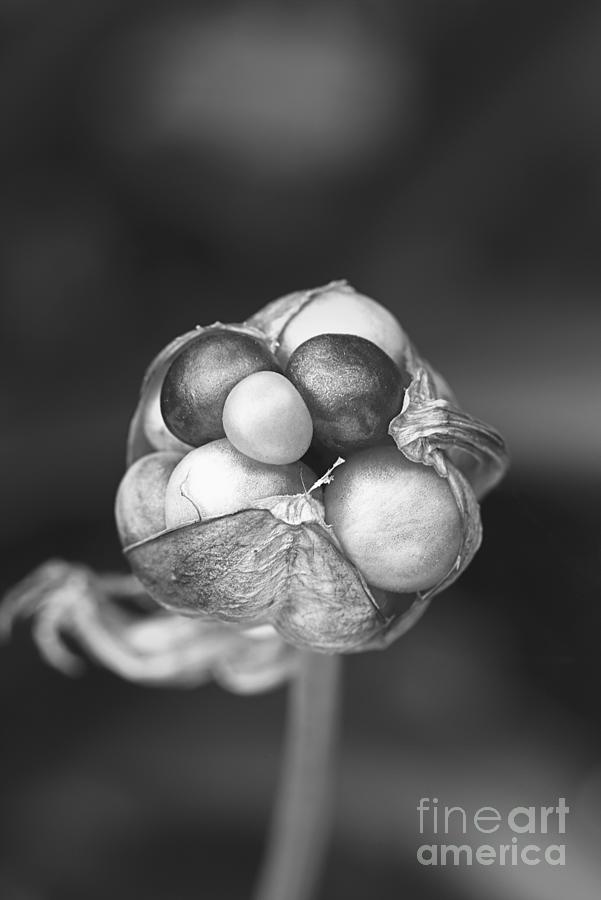 Lily Seed Pod Jewels Mono Photograph by Joy Watson