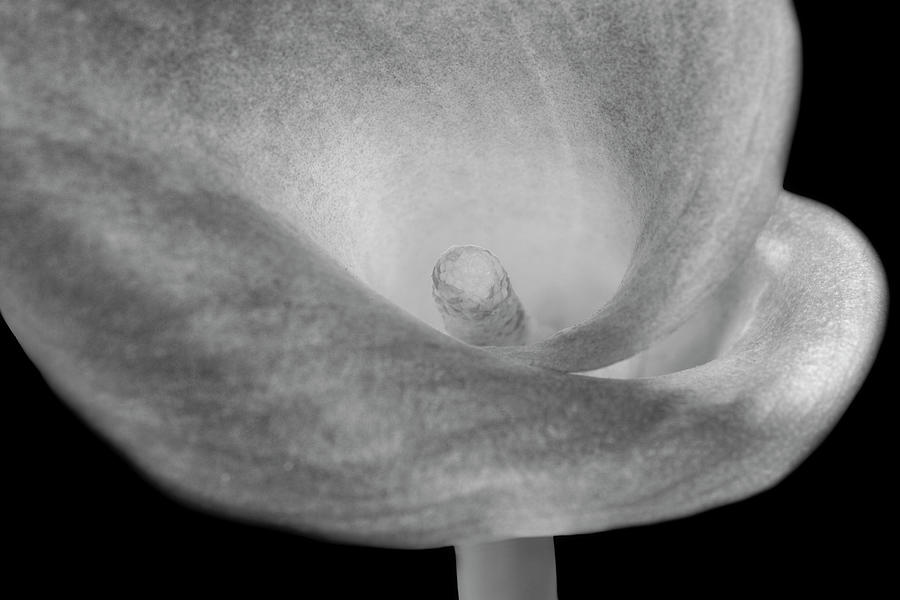 Lily Sensous  Curves BW Photograph by Susan Candelario