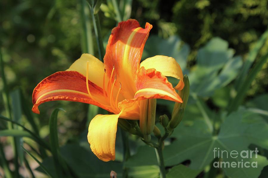 Lily So Orange  Photograph by Catherine Wilson