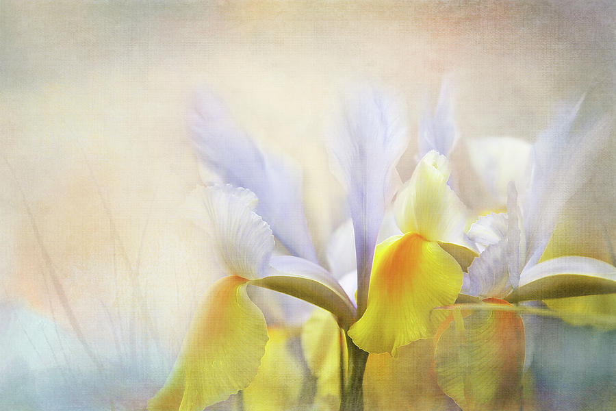 Iris Softness Digital Art by Terry Davis