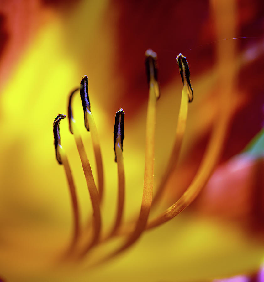 Lily Stamen Photograph by Greg and Chrystal Mimbs