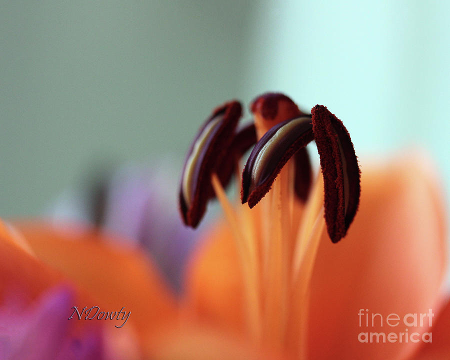 Lily Stamen Photograph by Natalie Dowty