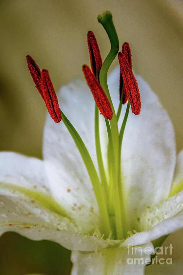 Lily Photograph - Lily Stamens by Robert Bales