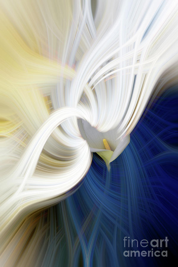 Lily Twirl Digital Art by Elaine Teague