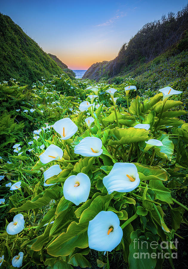 Lily Valley Photograph by Inge Johnsson