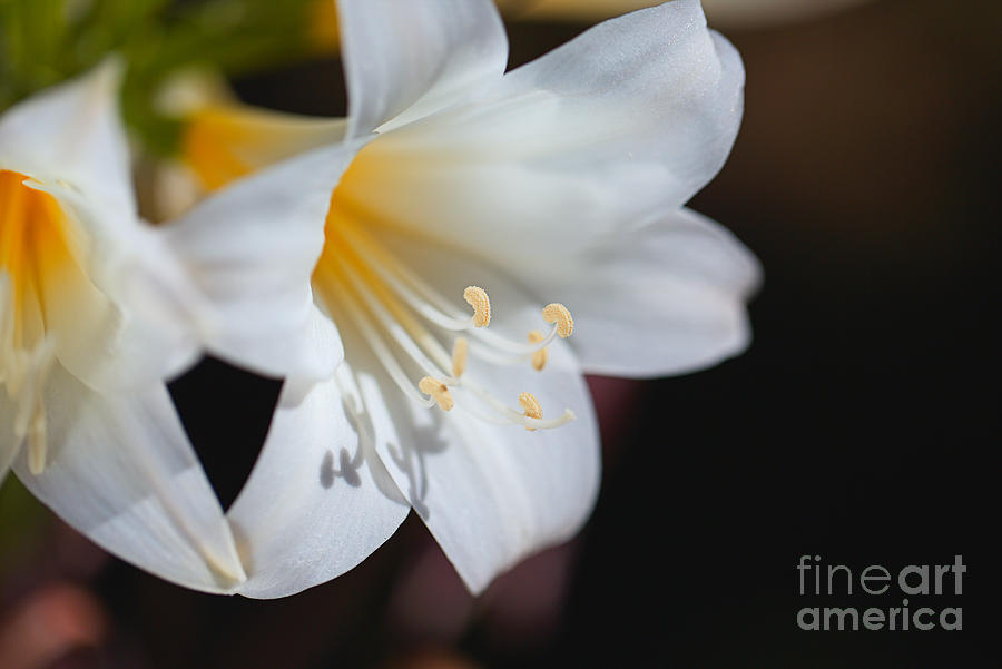Lily White Flowers Touch Photograph by Joy Watson
