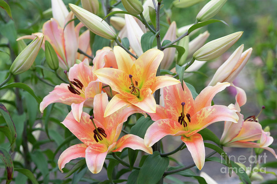 Lily Zelmira Flowers Photograph by Tim Gainey