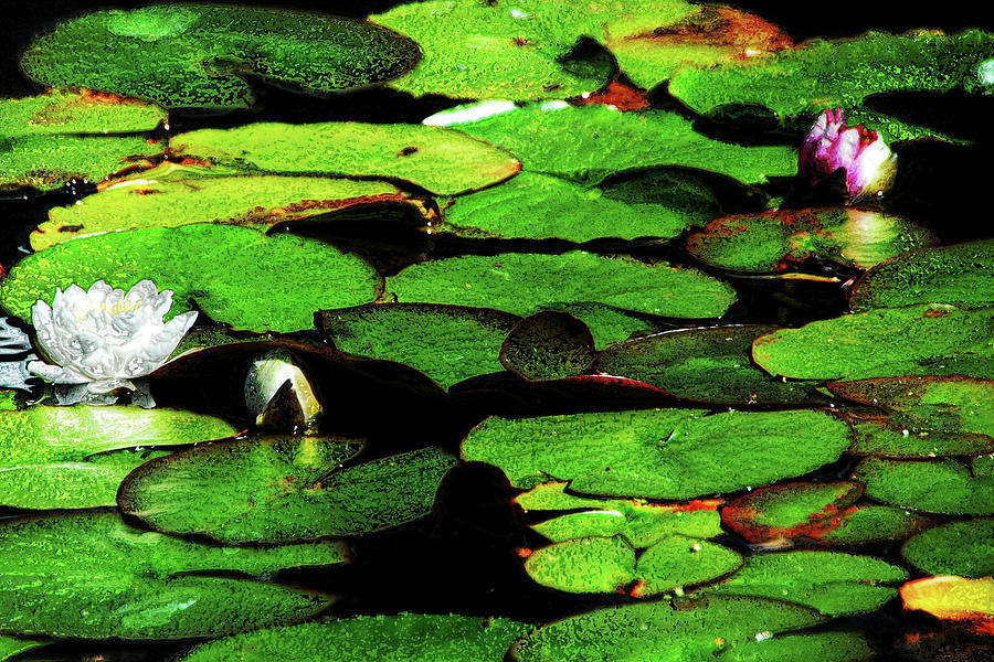 Nature Photograph - Lilypad Leap by Simone Hester
