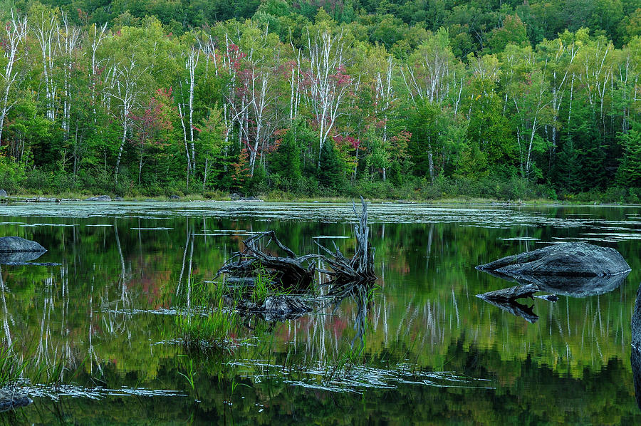 Lilypad Pond Photograph by Bob Grabowski
