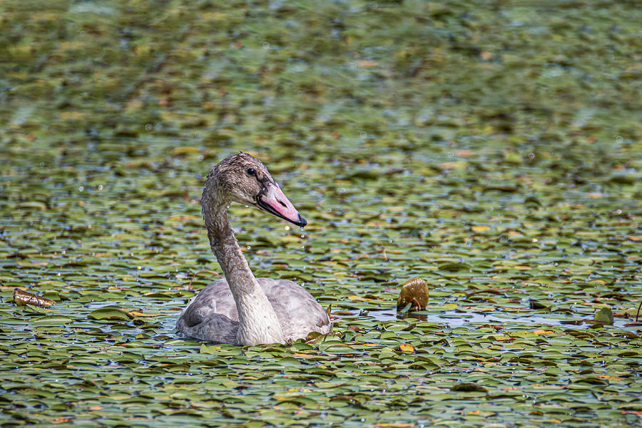 Lilypad Swan Juvenile Photograph by Patti Deters