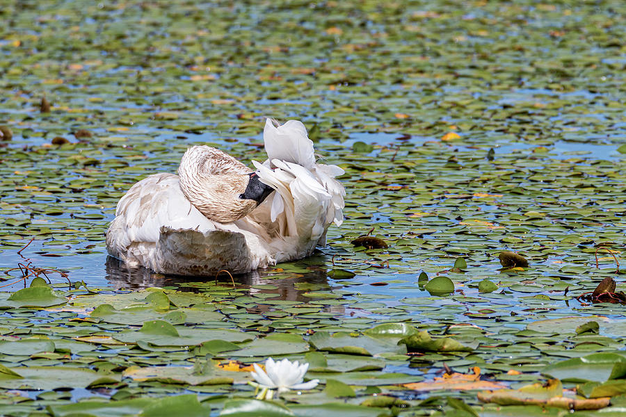 Lilypad Swan Twisted Preen Photograph by Patti Deters