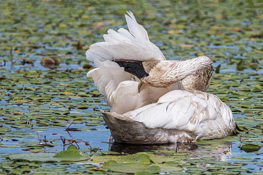 Lilypad Swan Upsidedown Preen Photograph by Patti Deters