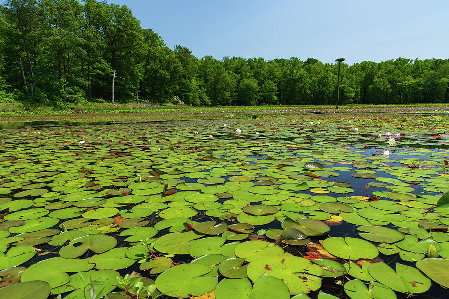 Lilypads As Far As The Eye Can See Photograph by Liz Albro