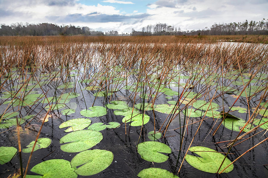 Lilypads Floating in the Rain Photograph by Debra and Dave Vanderlaan