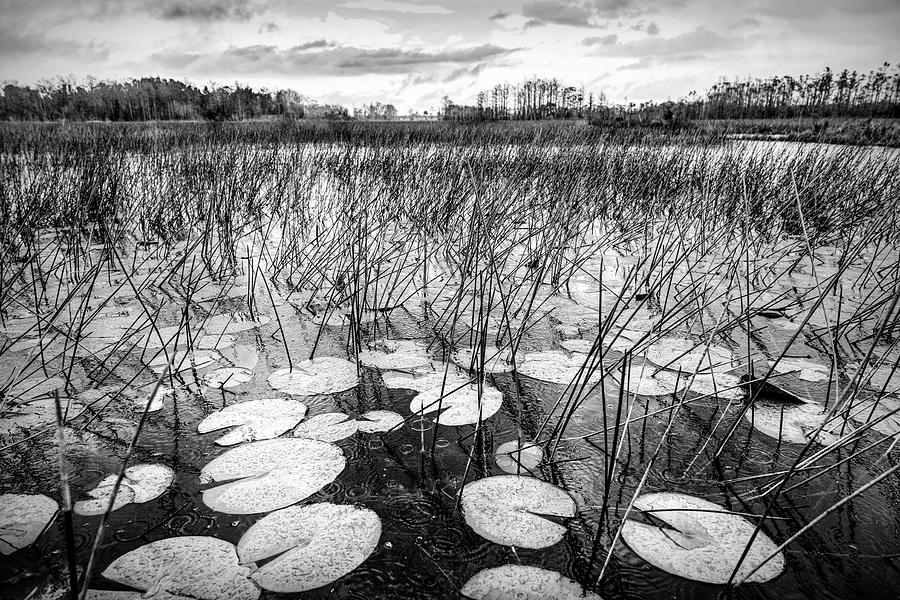 Lilypads Floating in the Rain in Black and White Photograph by Debra and Dave Vanderlaan