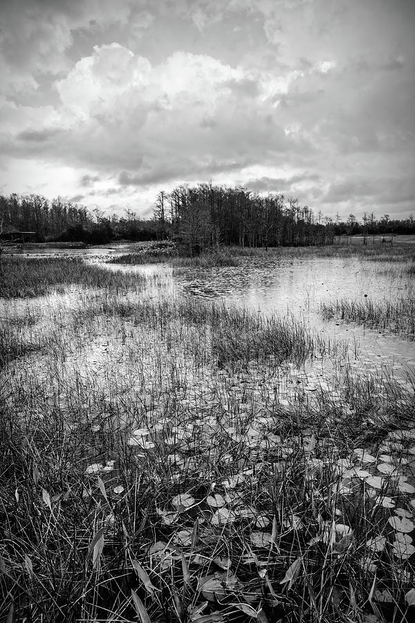 Lilypads in the Marsh Waters Black and White Photograph by Debra and Dave Vanderlaan