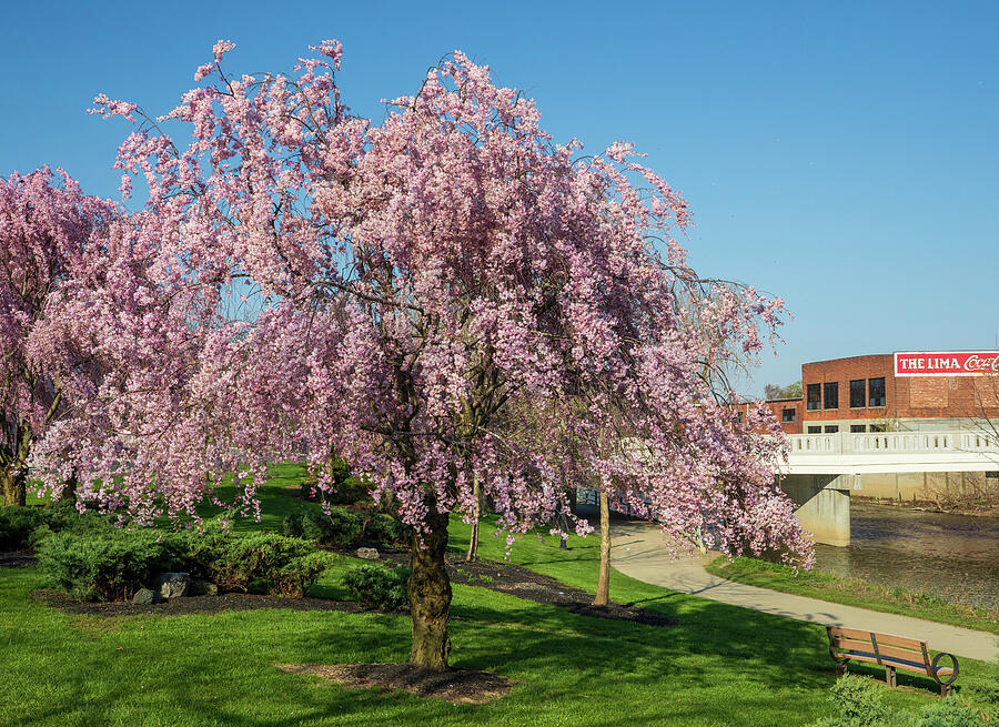 Lima Ohio Spring Cherry Blossoms Photograph by Dan Sproul Lima Ohio Spring Cherry Blossoms Photograph by Dan Sproul