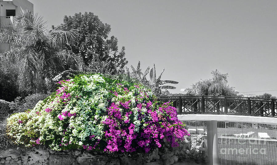 Limassol-Cyprus Aug-2012-selective-colour Photograph by Pics By Tony