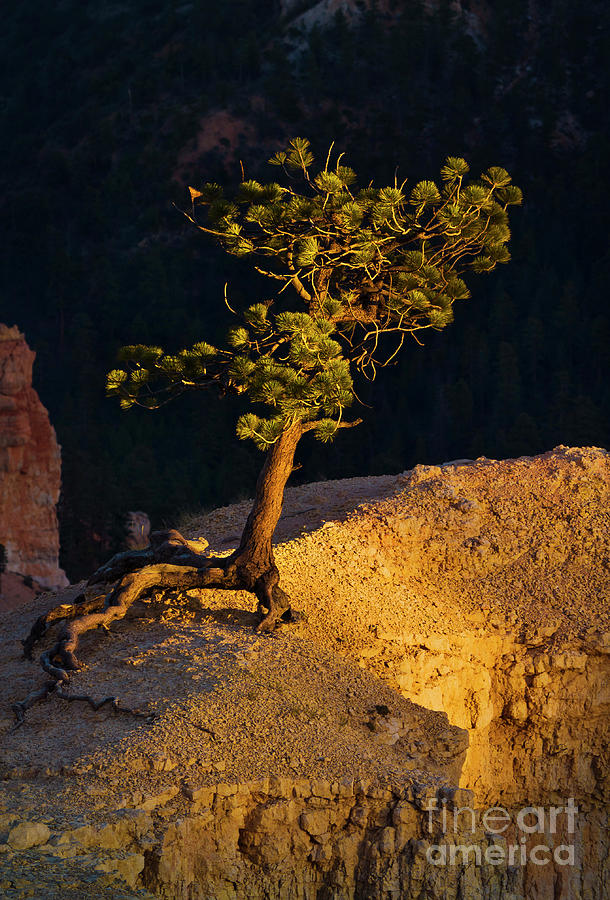 Limber pine at sunset on the edge of Bryce Amphitheater, Bryce Canyon, Utah, USA Photograph by Neale And Judith Clark