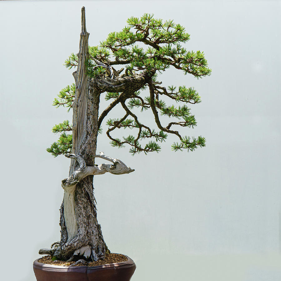 Limber Pine Bonsai Photograph by Alan Toepfer