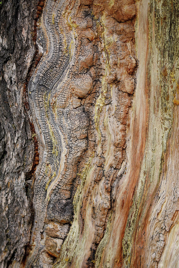 Limber Pine Detail 1 Photograph by Mark Harrington