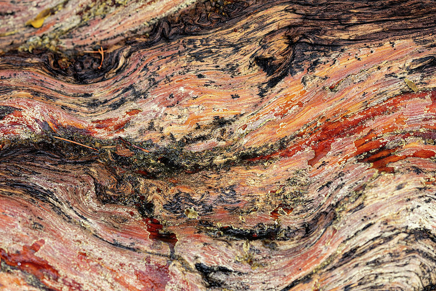 Limber Pine Detail II Photograph by Mark Harrington